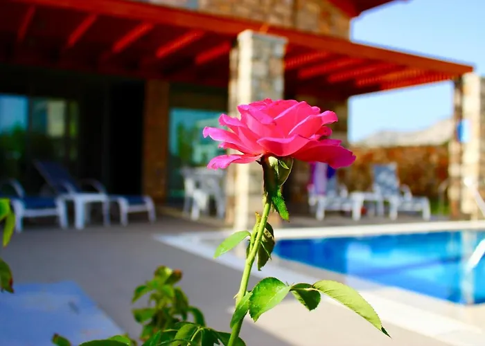 Estrella Vila Lardos