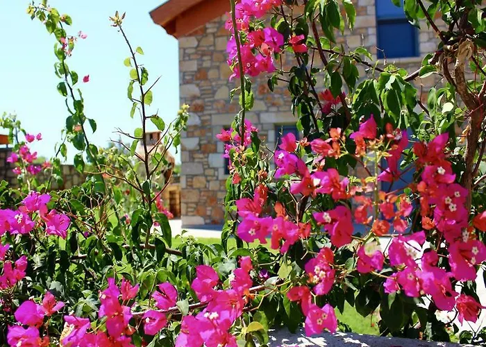 Estrella Vilă Lardos